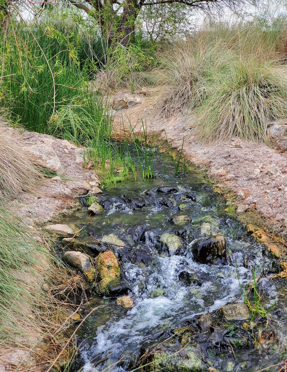 Reeds in Desert Stream