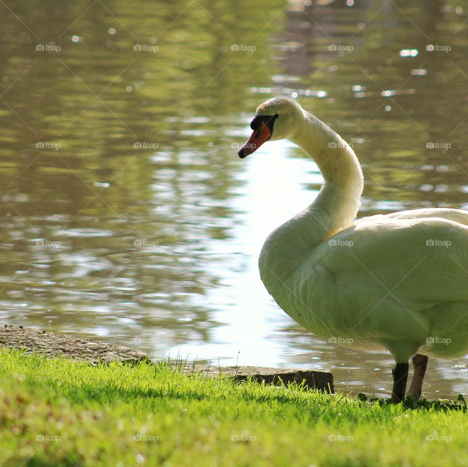 swan by the pond