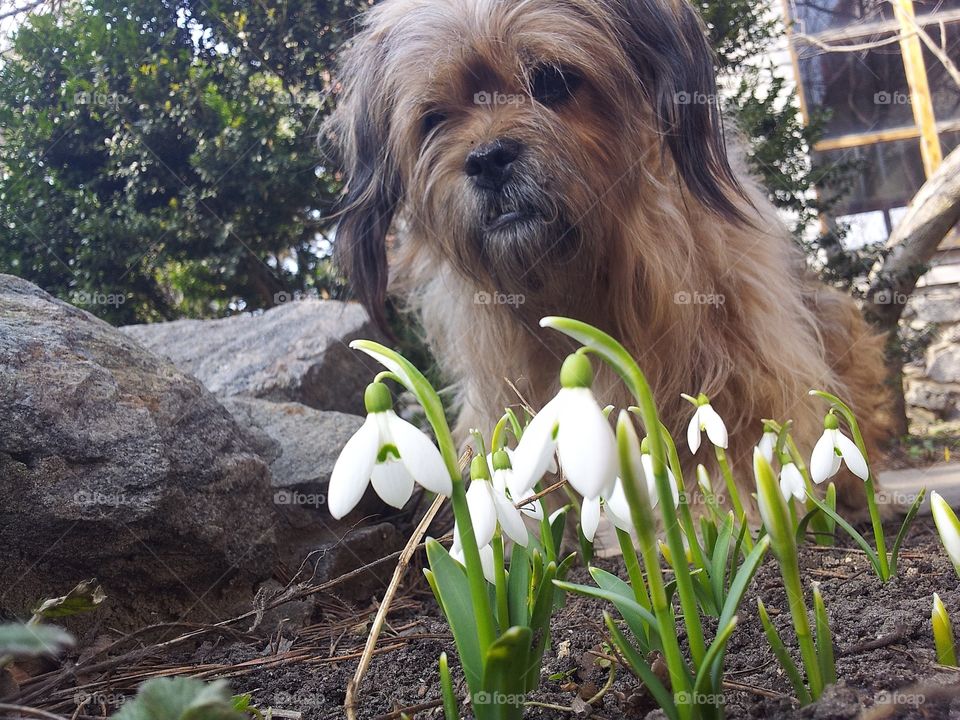 pet loves snowdrops