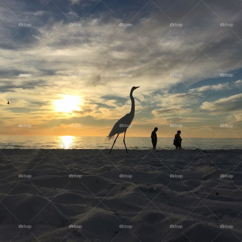 Egret
Beach
Sunset
Sky
Ocean
