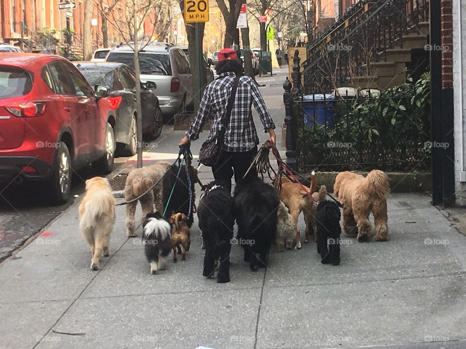 City
Dogs
Dog walking
Work
Job 
Street 
Urban
Animals
Living