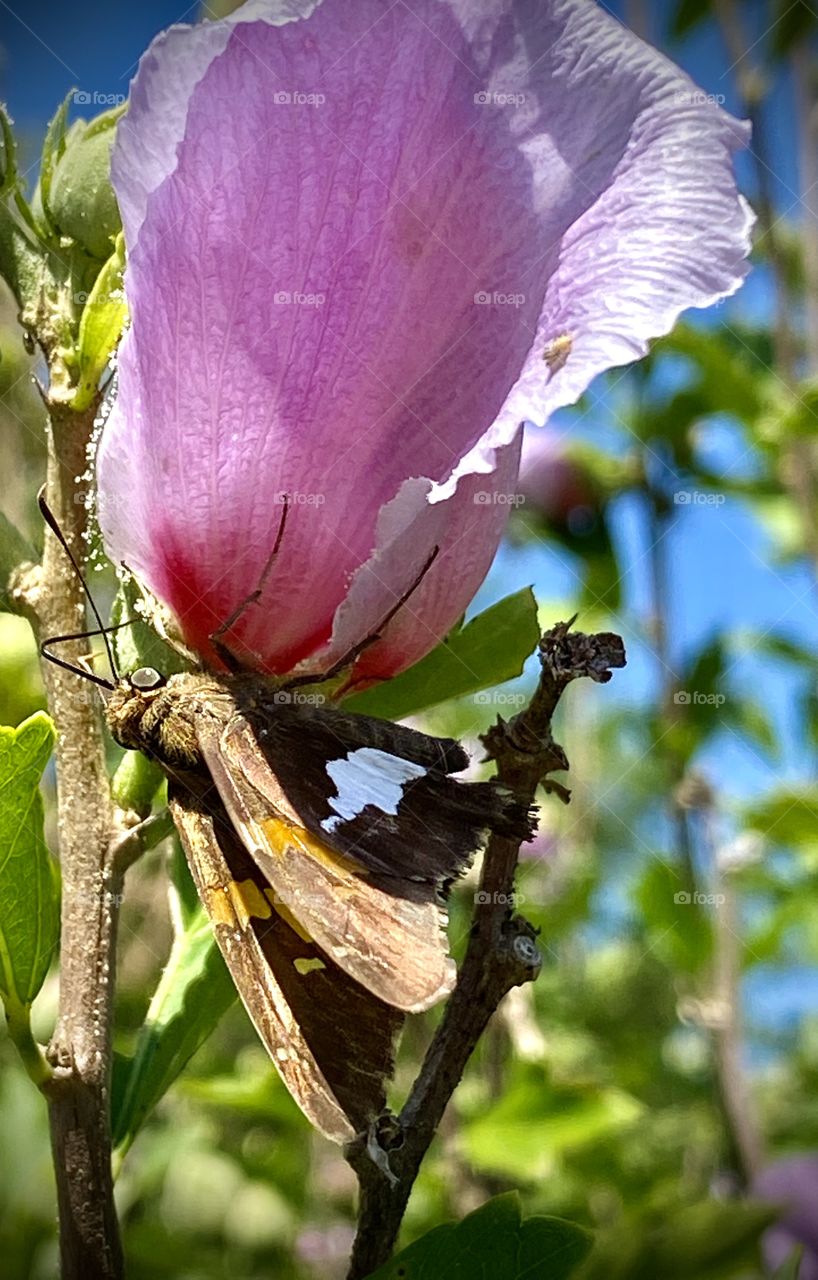 Beauty and the beast