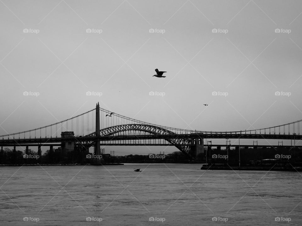 Flying birds over the bridge and over the ocean. 