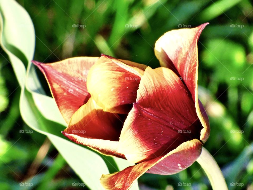 Beautiful tulip