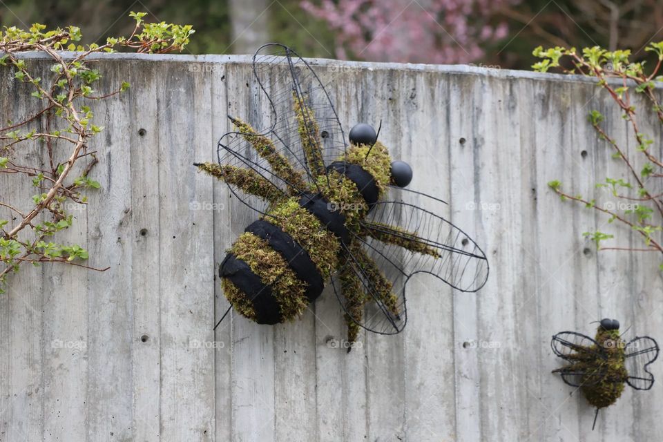 Bee on the fence 