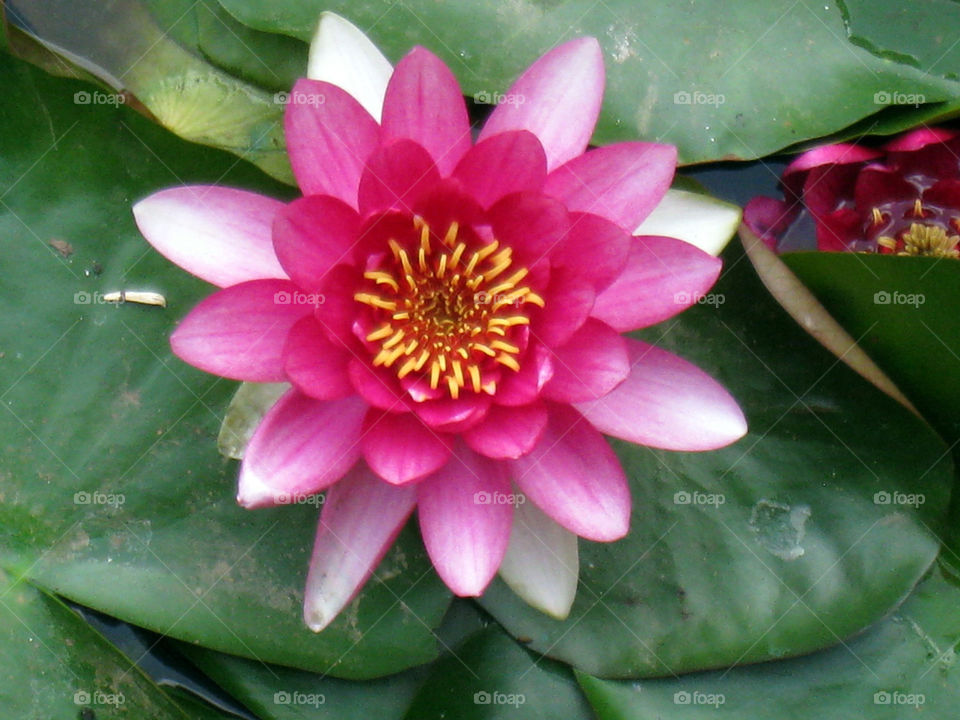 pink flower china lotus by mengzishiliu