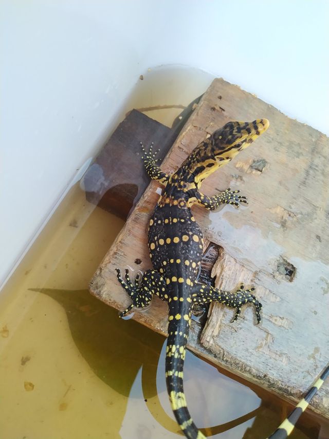 a baby lizard was trapped in a container