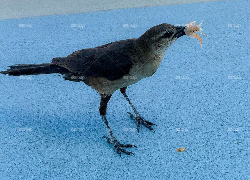 Bird having lunch 