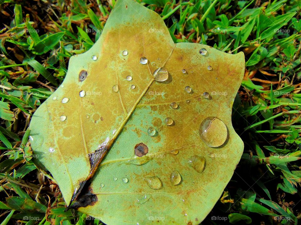 Fallen leaves that are scattered on the ground