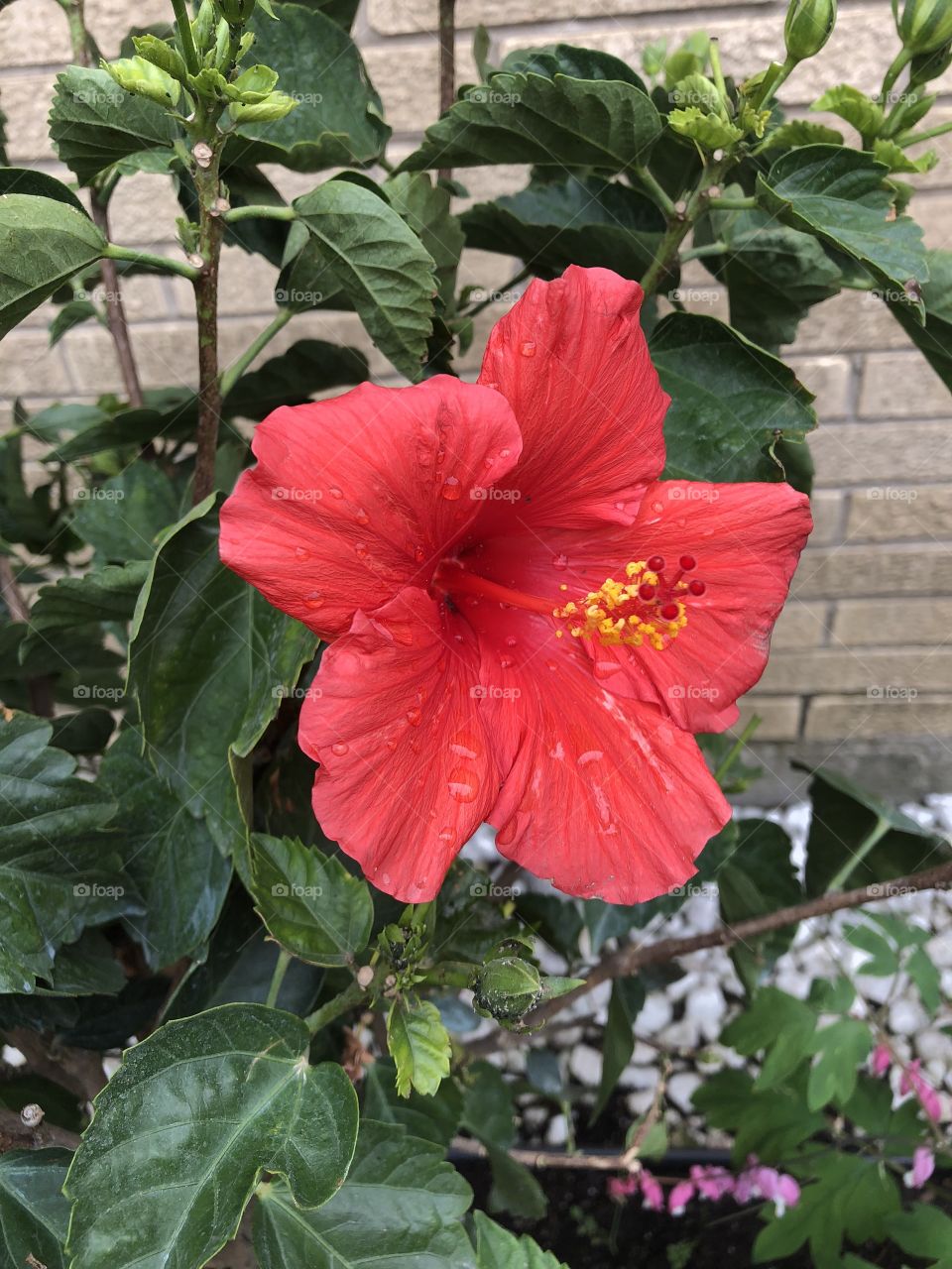 Full bloomed, Hibiscus 