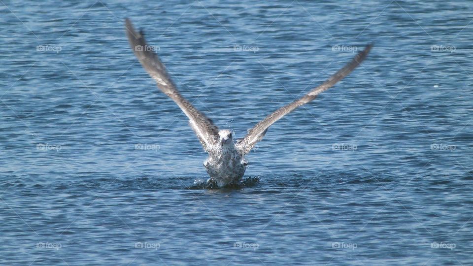 Seagull in the water