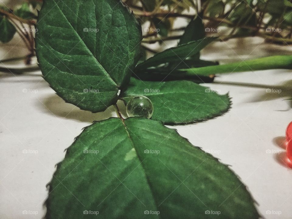 Leaf Rose and Bubble