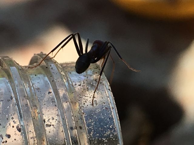 Ant silhouette on rim of glass jar grey colours