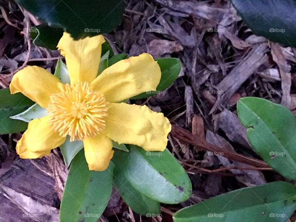 Yellow Flower