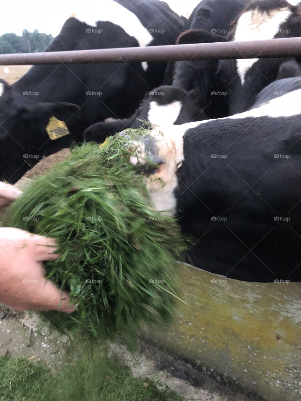 Cows getting a treat 