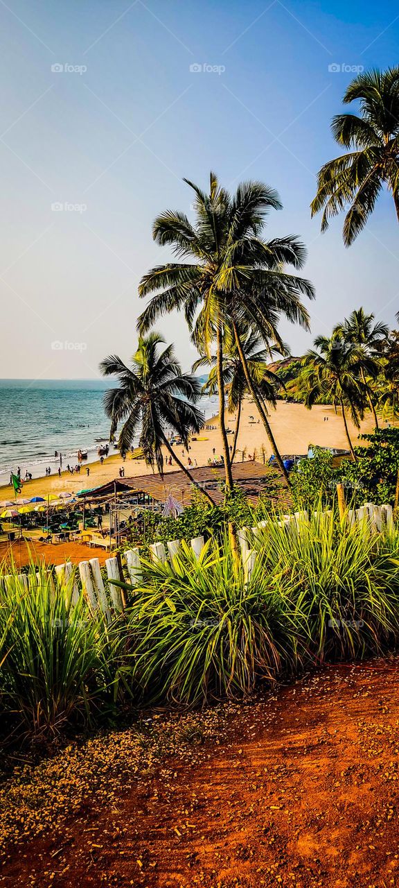 coconut trees by the beach 💙💚