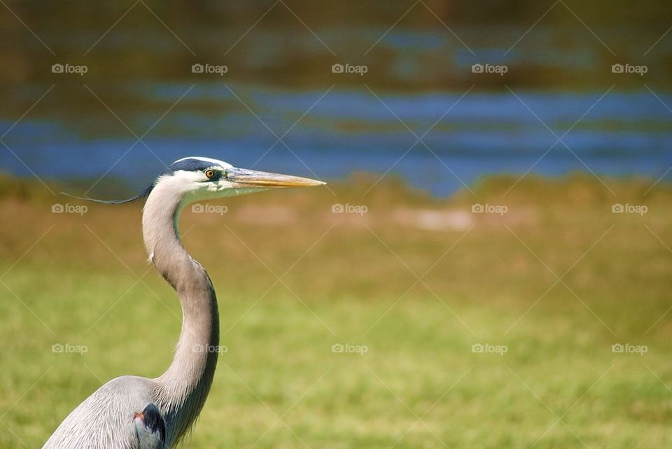 Blue heron