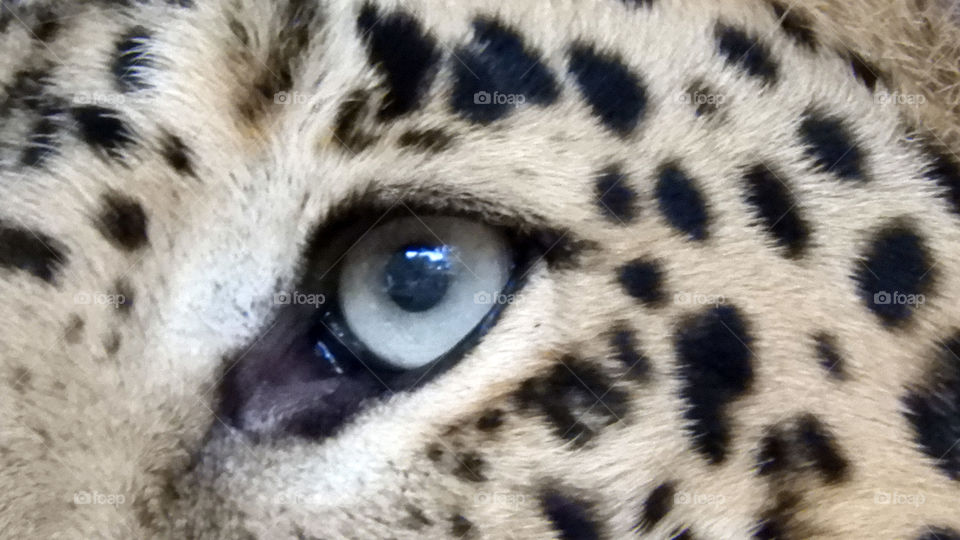 Eye#Leopard #Vadodara