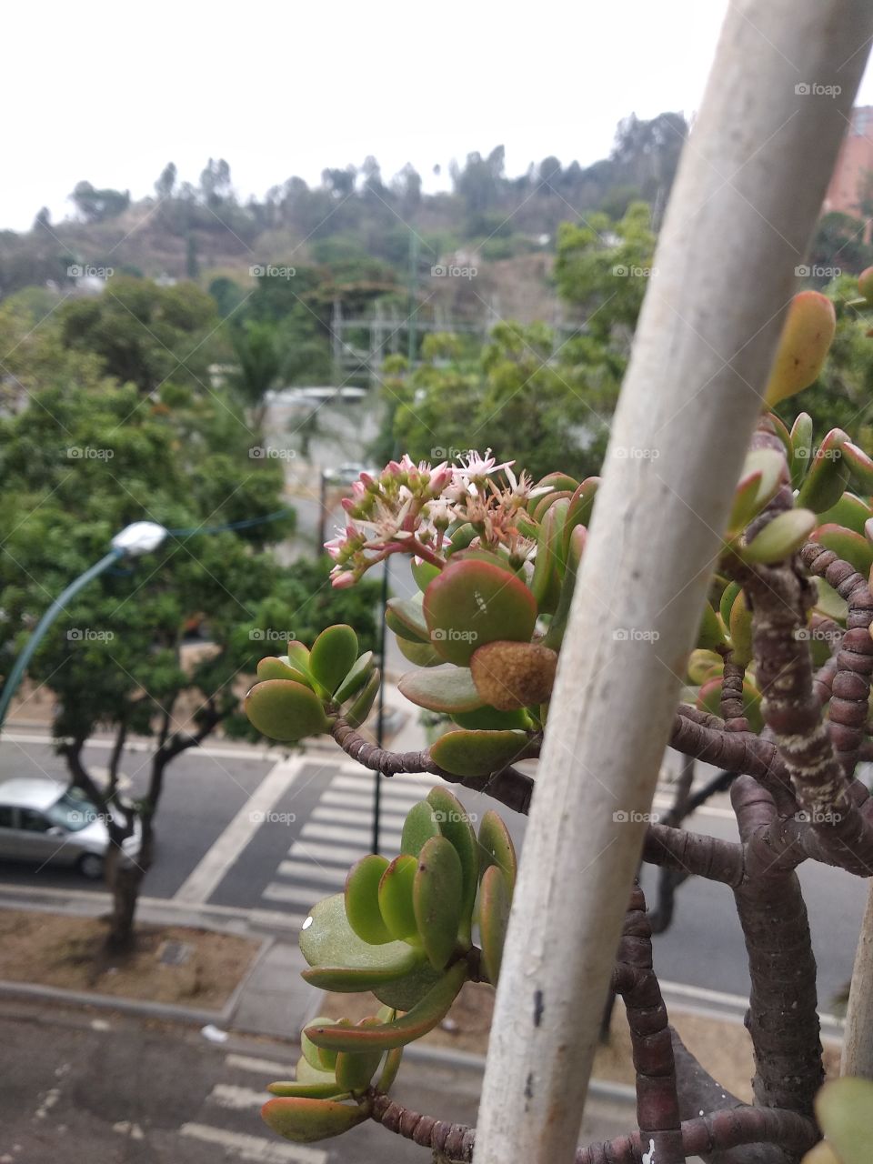 Jade con flores