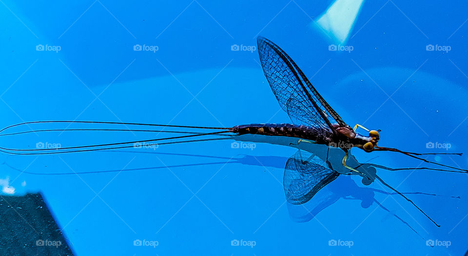 dragonfly on glass window