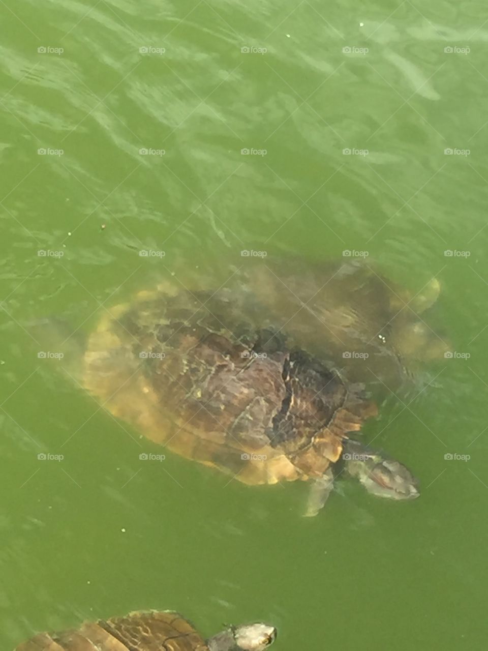 Turtle 