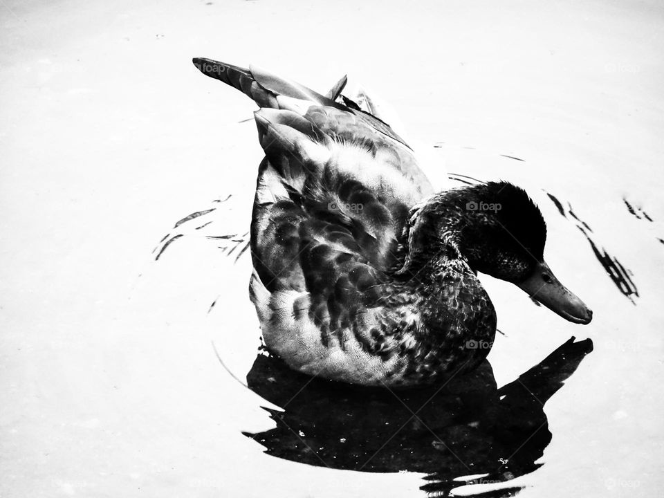 A duck and its reflection on the water in black and white. 