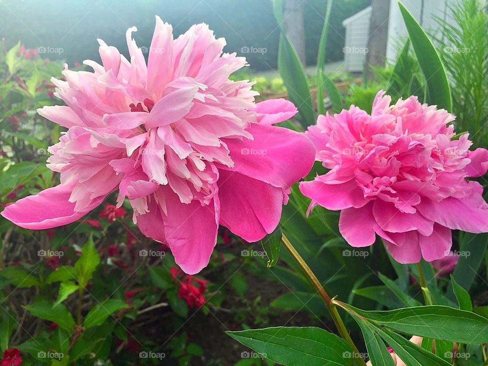 Bright and beautiful pink peonies 