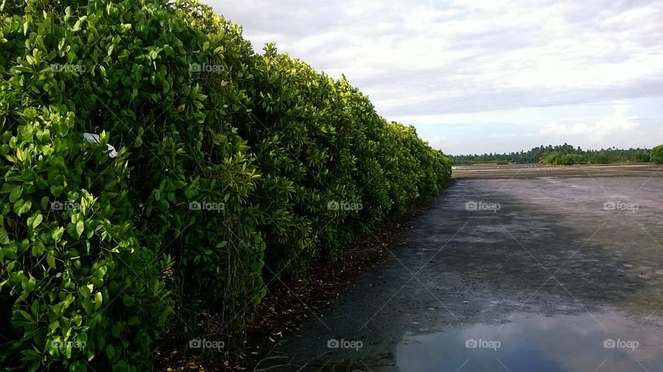 Mangroves (Kandal kadu)