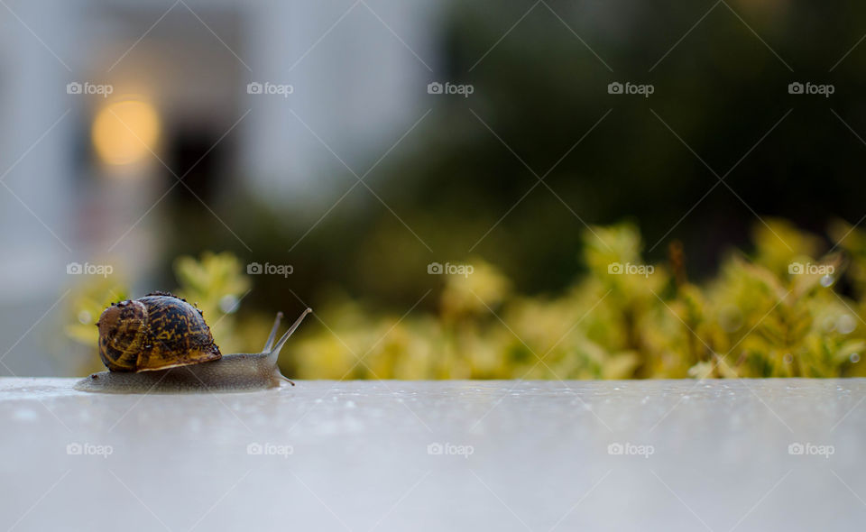 A snail is walking after rain