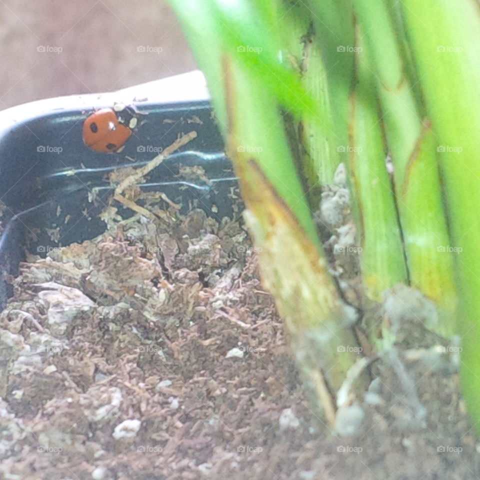 Ladybug Likes My Plant