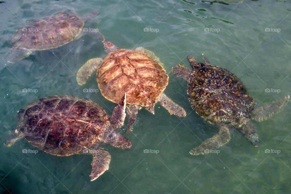 Sea Turtles Cayman Islands