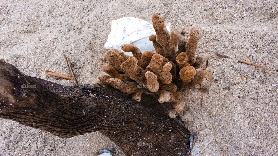 Botany Bay Sponge. A sponge washed ashore on the Botany Bay "bone yard."