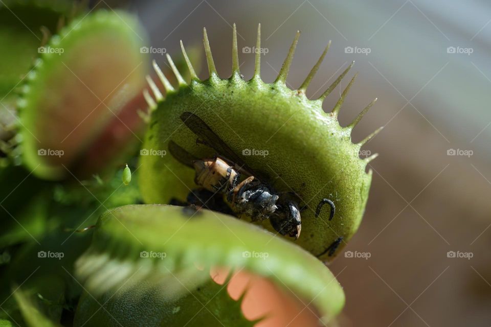 My Venus flytrap is back outside enjoying the Spring sunshine and wasp catching for tea 