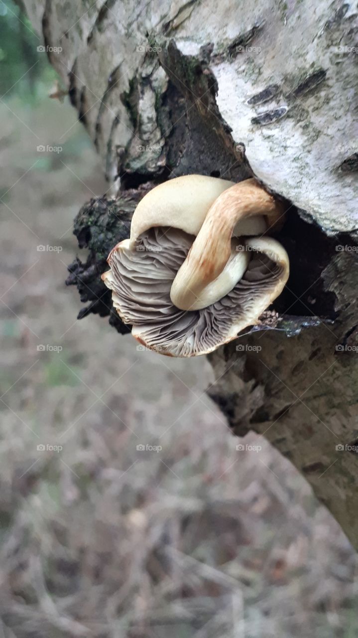 wonky mushroom