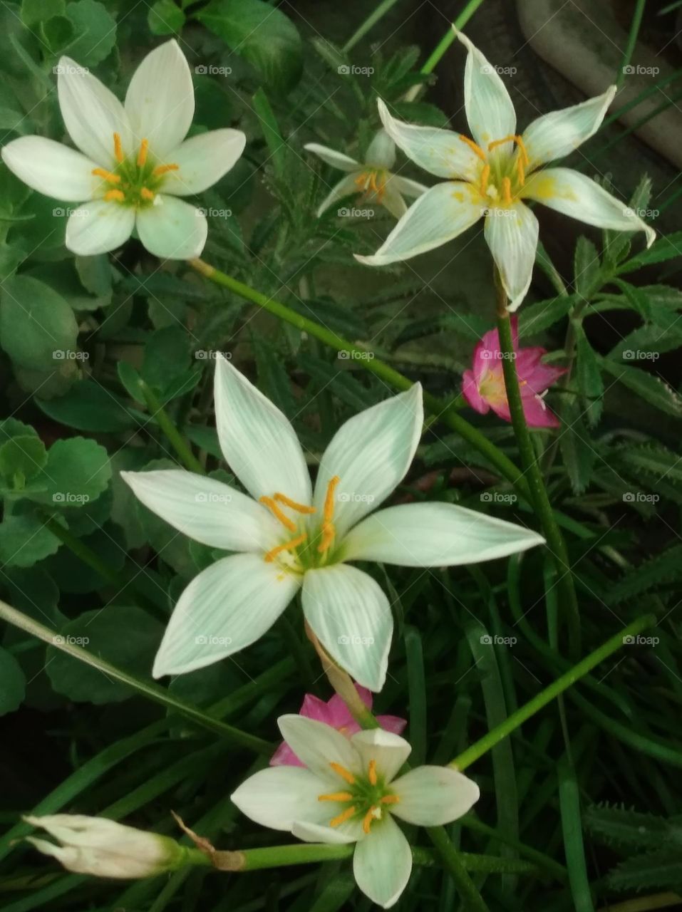 white flower seasonal fresh shurb small size looks very beautiful generally found everywhere