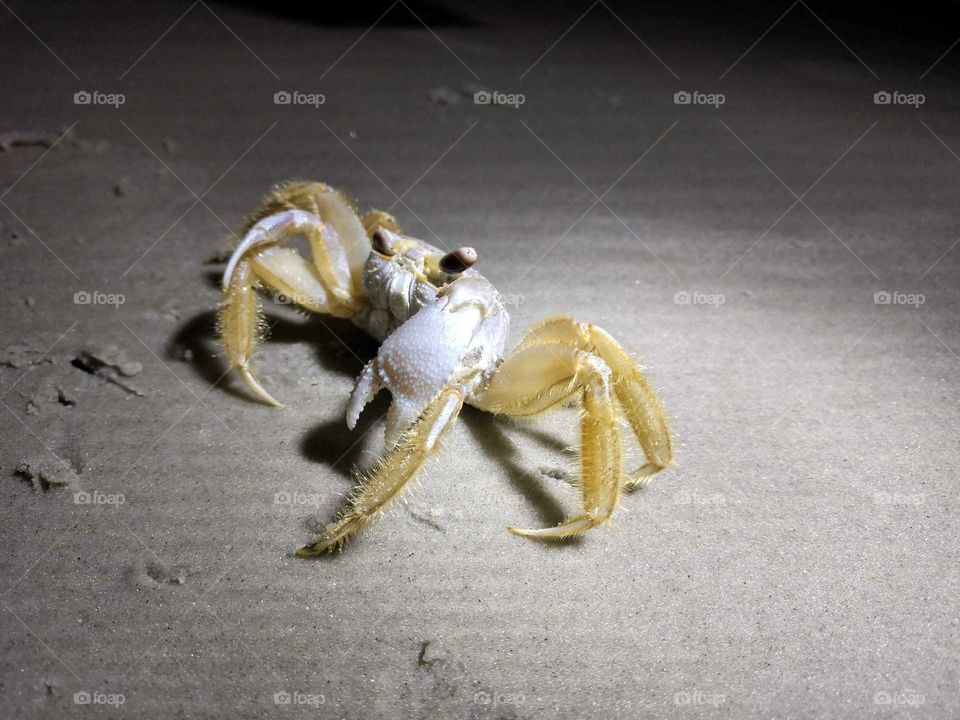 crab