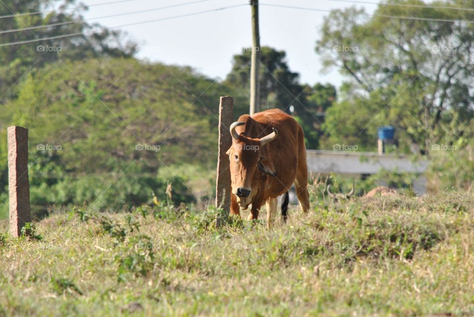 Mammal, Agriculture, Farm, Grass, No Person