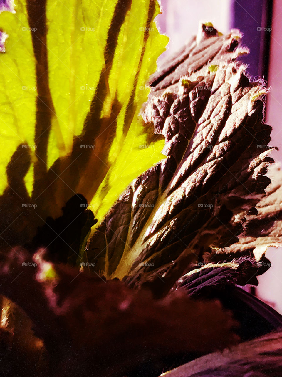 Close-up of leaves on puff flower