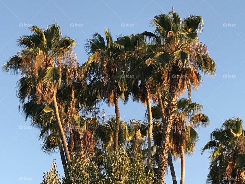 Palm trees in the city. They give off a tropical feeling when one looks at them, wishing the city would be as tropical as Miami is.