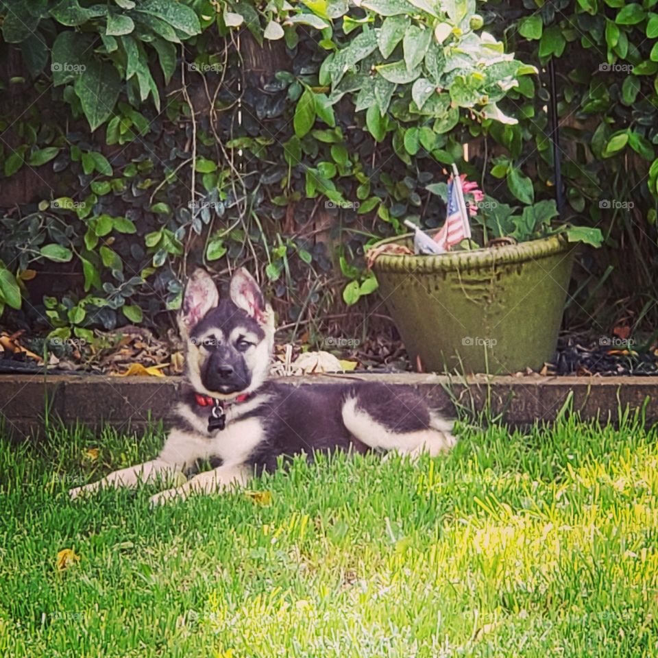 dog soaking up some sun