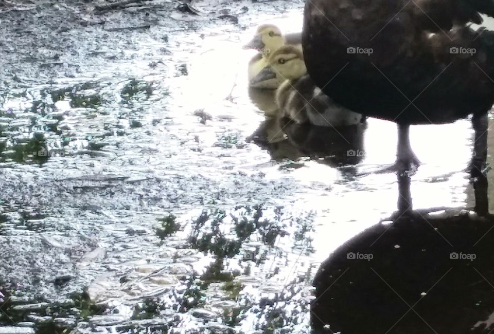 wading waddlers. baby ducks wading