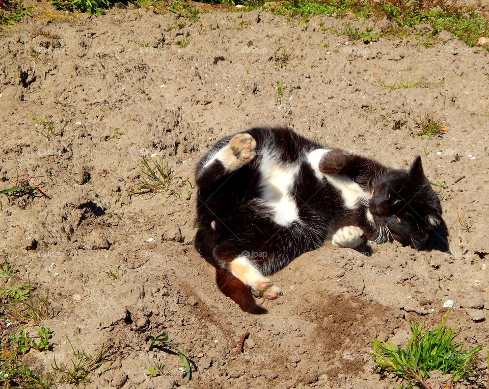 Cat has fun in the garden