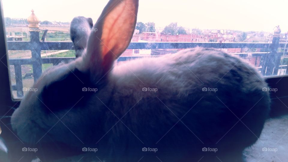 White Rabbit UP India Chandauli