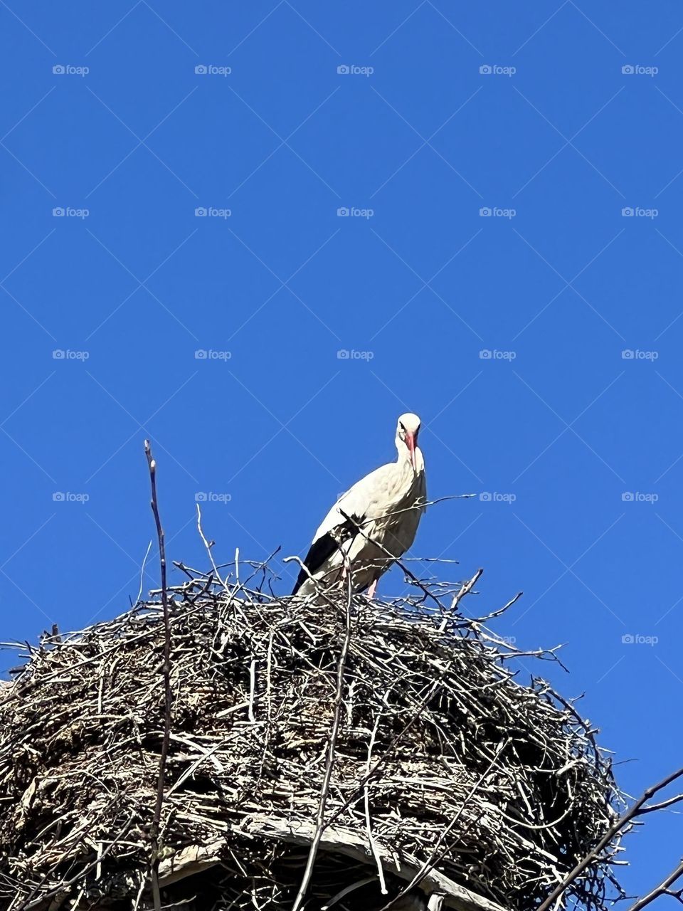 stork