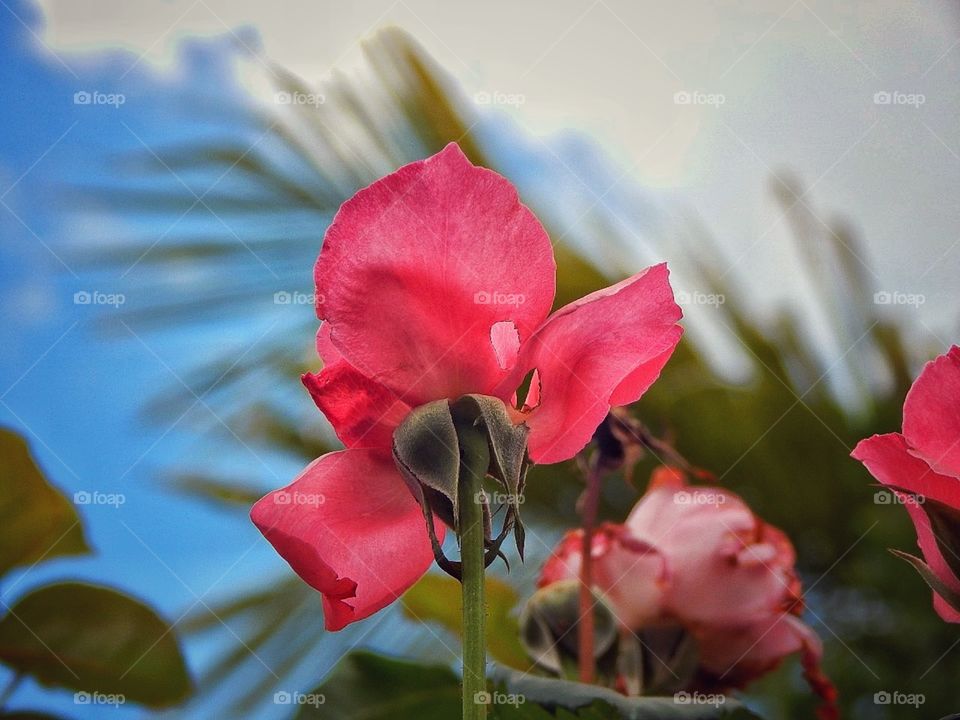 As rosas não falam, simplesmente exalam o perfume que roubaram de ti.
🌹❤📷