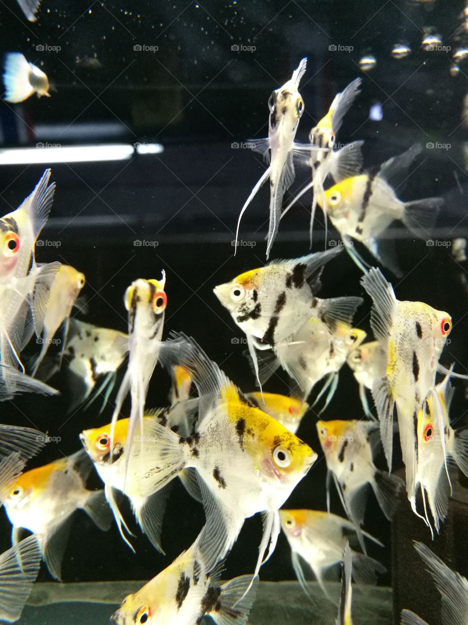 yellow fishes