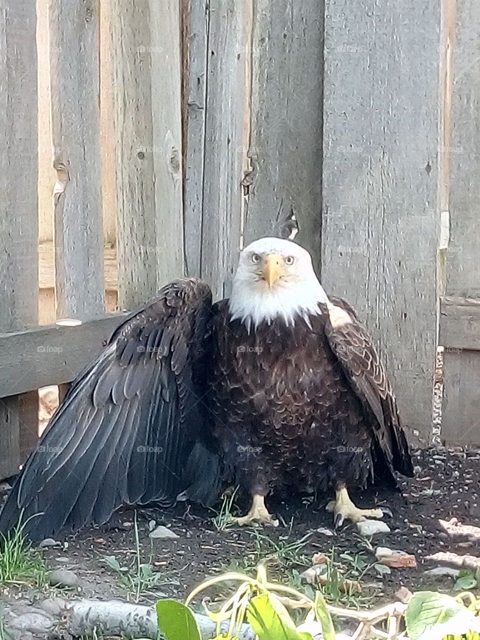 Bald Eagle in my back yard