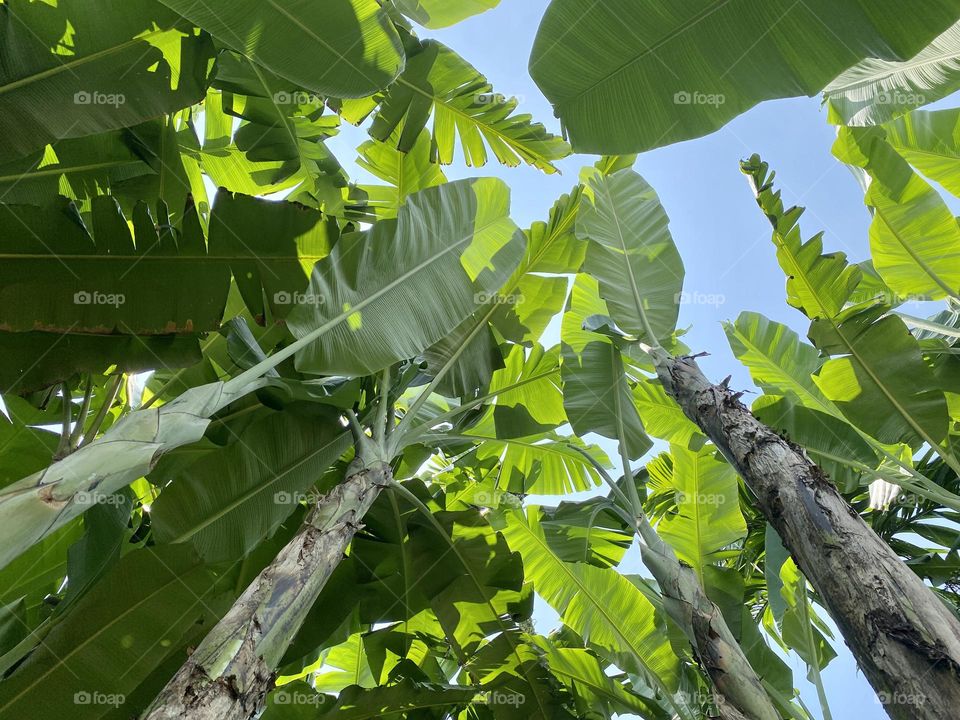 Banana trees soaring high