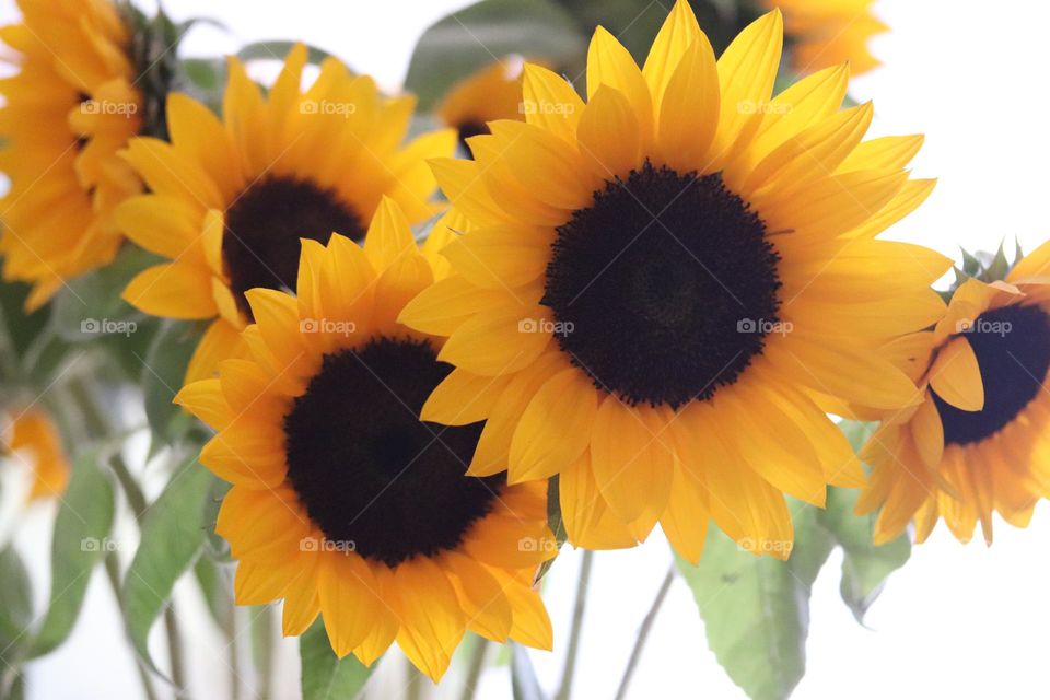 Sunflowers