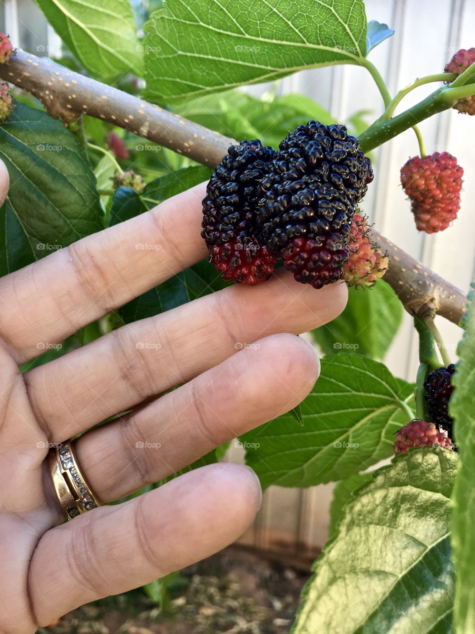 Cluster of organic mulberries growing on tree branch, human female hand touching. Mulberries are a super power food full of vitamins and antioxidants, naturopathic, also used for dying fabric 